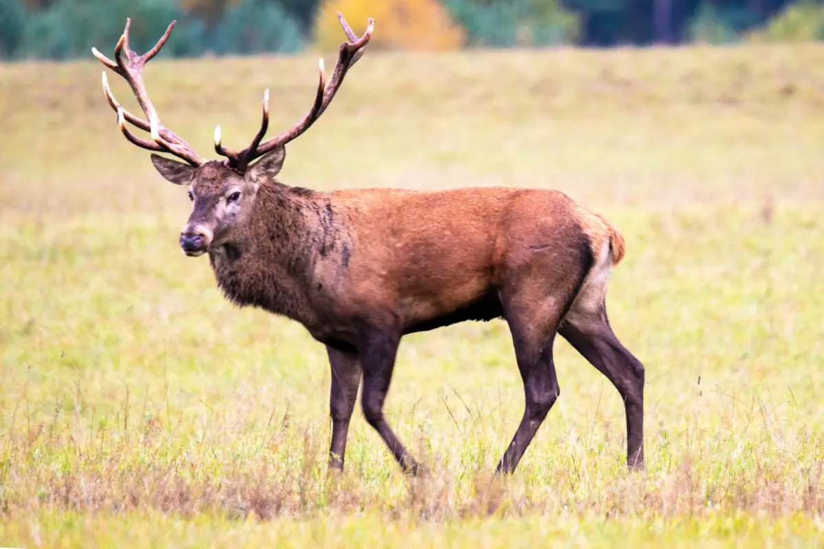 Red deer in meadow.