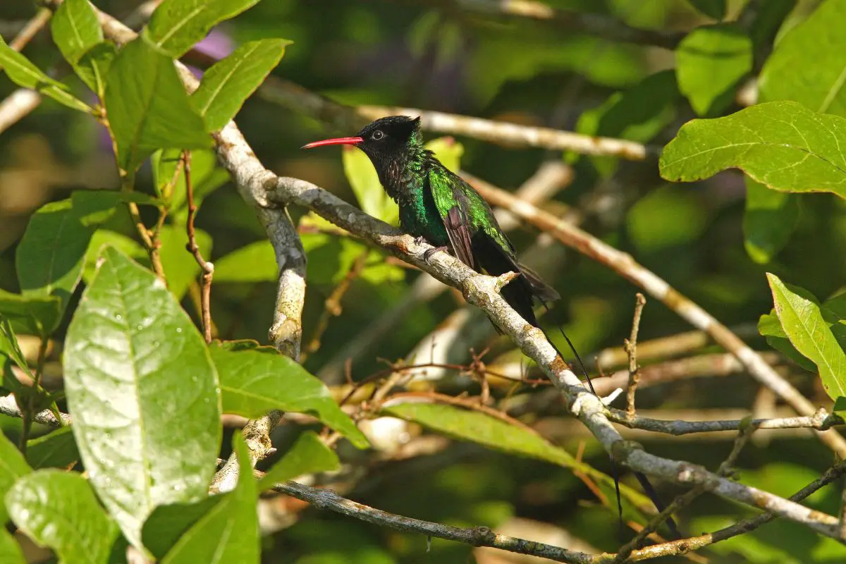 Red-billed streamertail on twig sunning.
