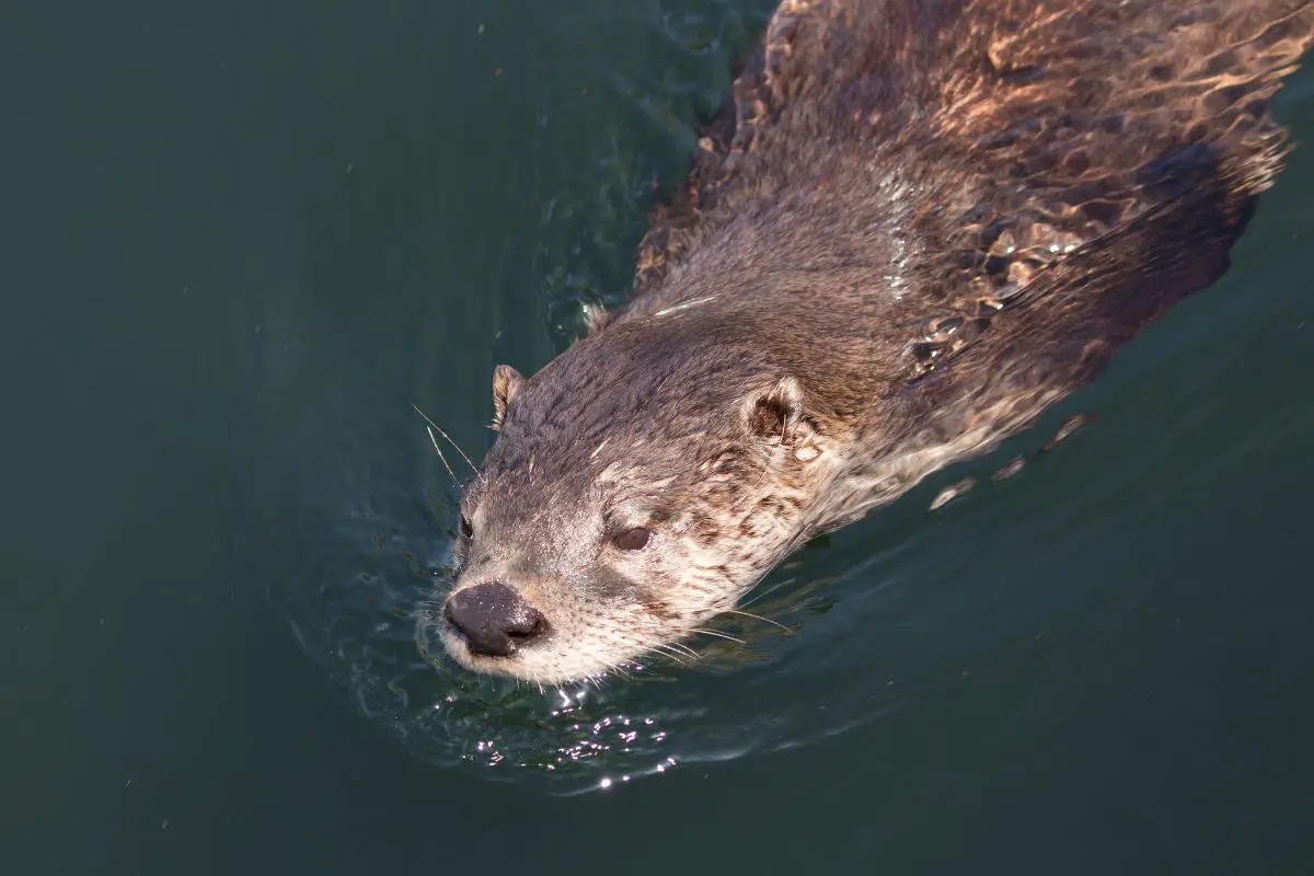 North american river otter swimming.