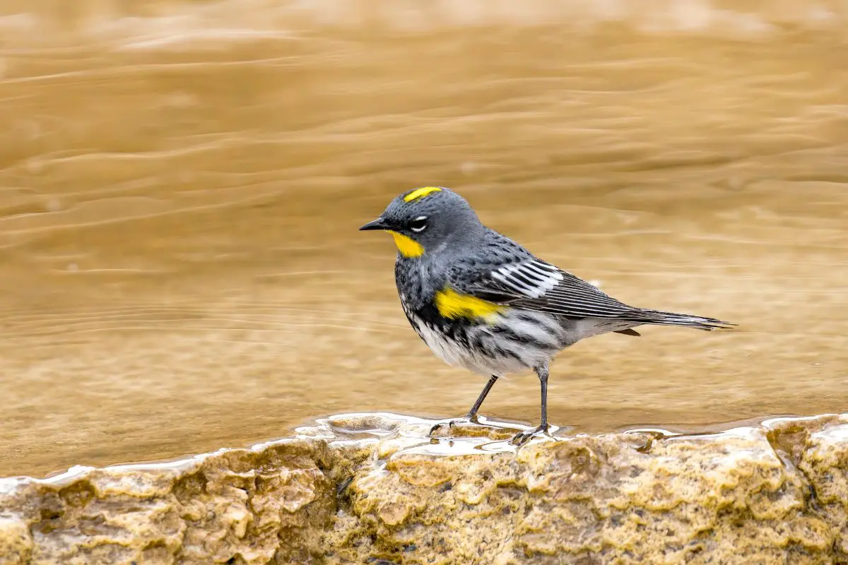 Rumped warbler perched on a mineral deposit.