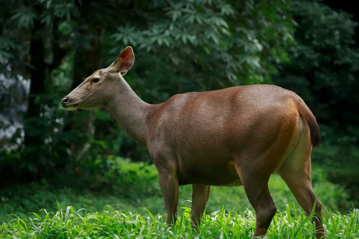 Sambar facing left in the nature.