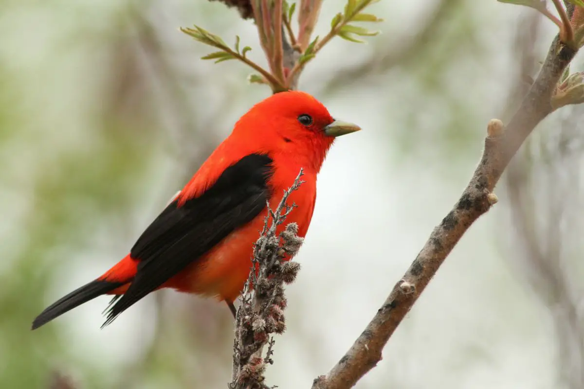 Scarlet tanager singing.