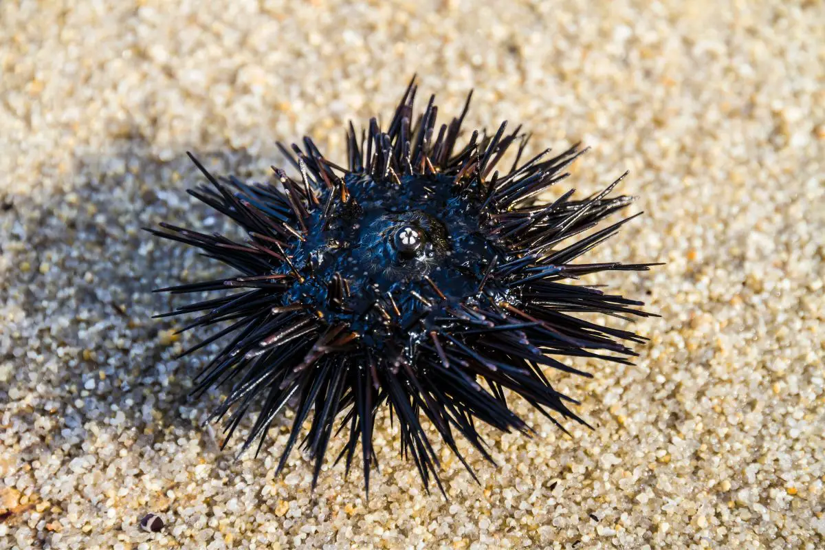 Sea urchin in Aegean sea Greece.