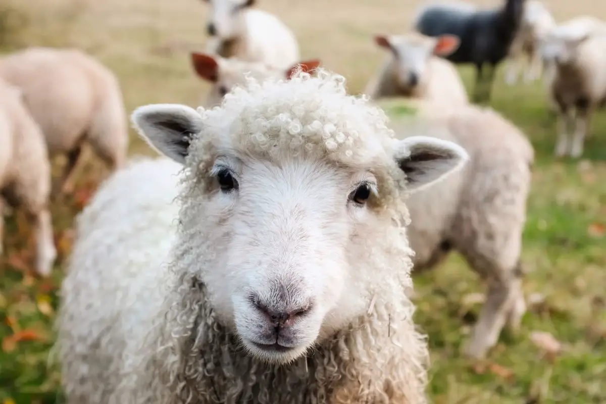 Sheep on the meadow.