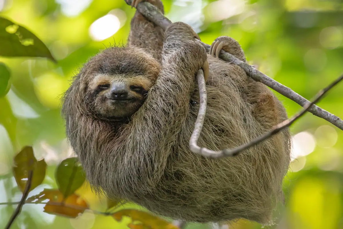 Sloth perching on a branch of tree in costa Rica.