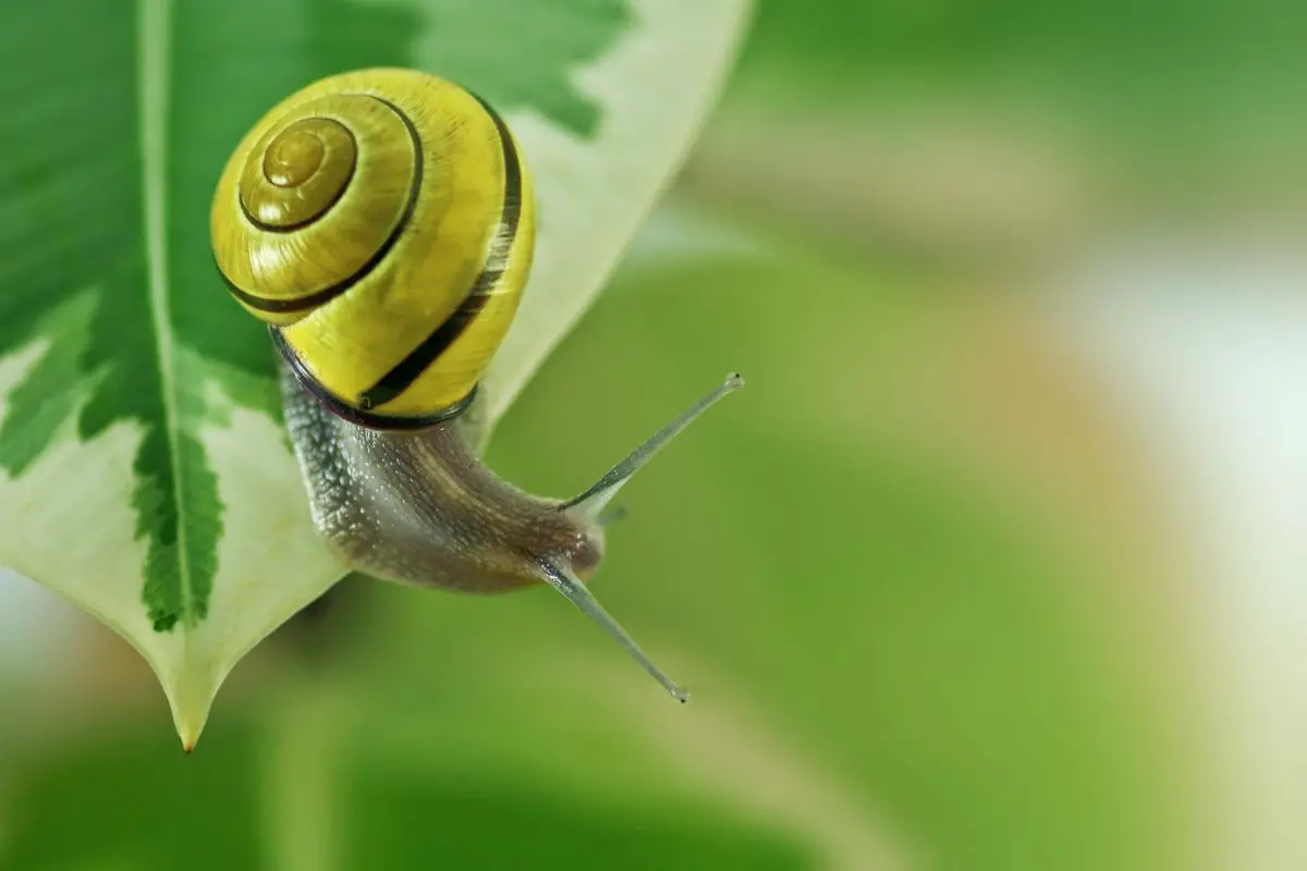 Yellow snail on a green grass.