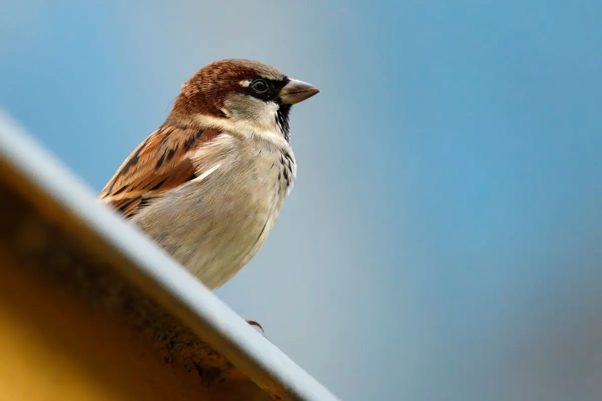 Close-up of a sparrow.