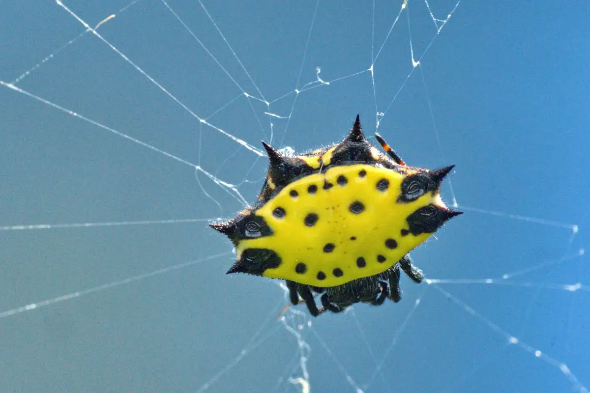 Spiny Orb-weaver in a web.