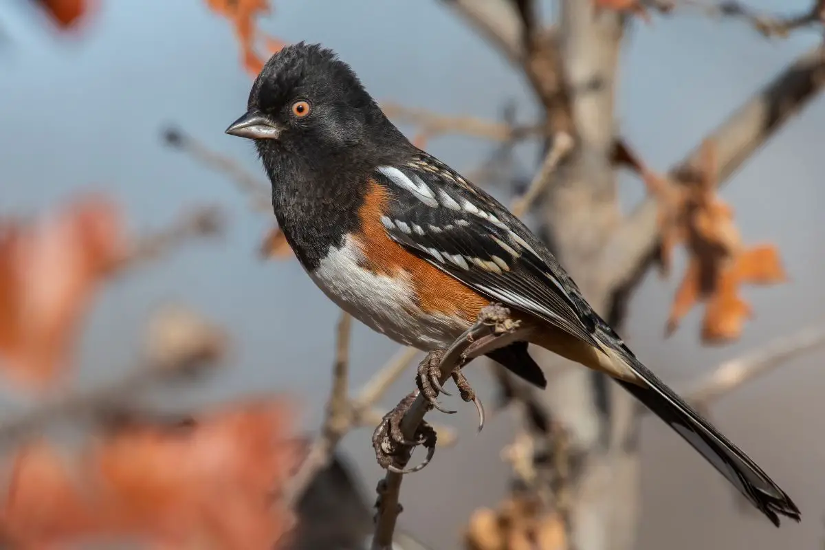 A spotted towhee perched on a branch in southwest oklahoma.