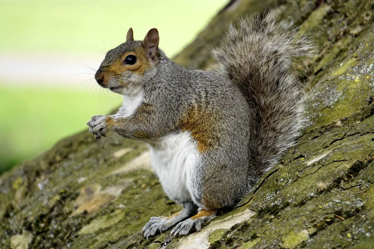 Squirrel sitting on the old trunk.