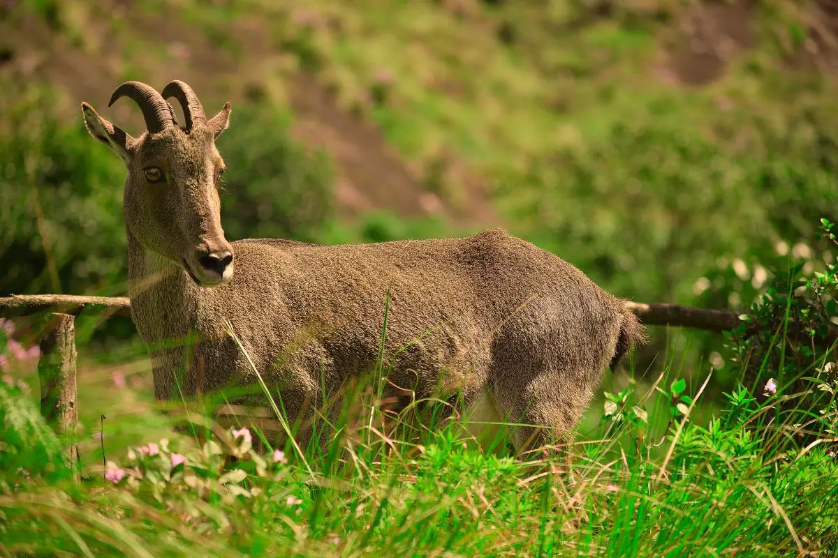 Nilgiri tahr spotted at eravikulam national park.