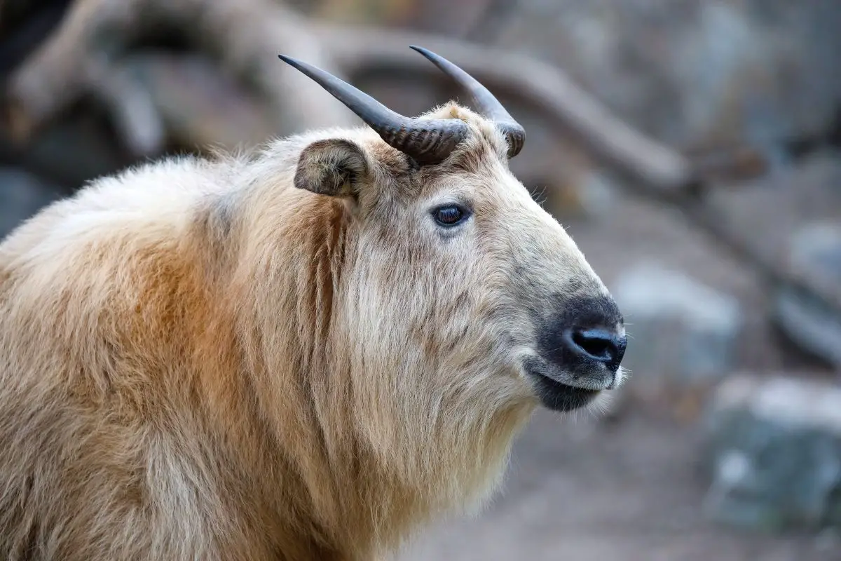 Takin budorcas taxicolor tibetana.