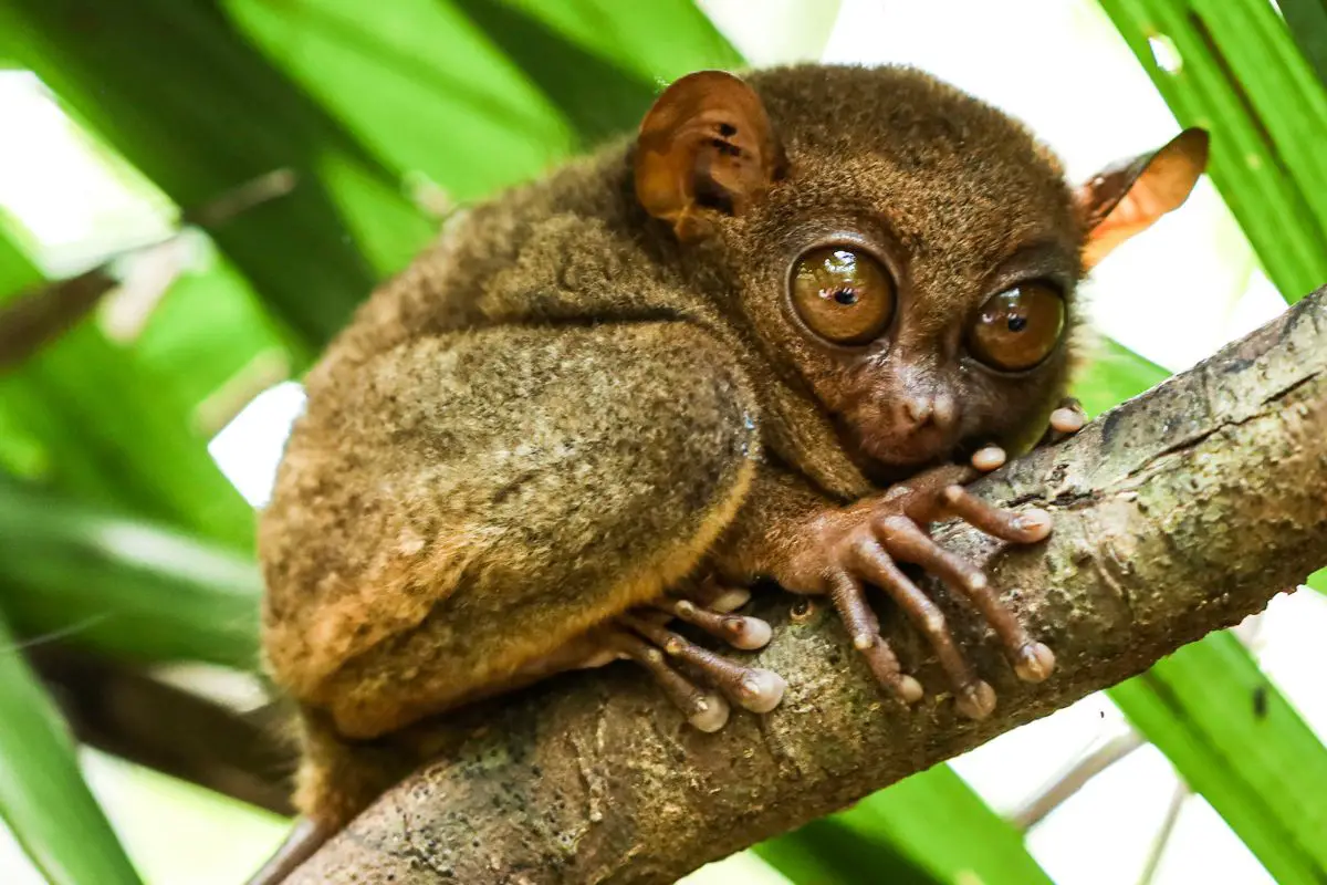 Little monkey call tarsier in Bohol.