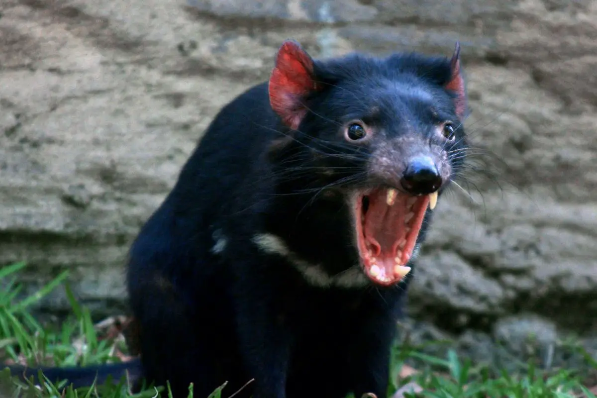 Tasmanian devils snarling.