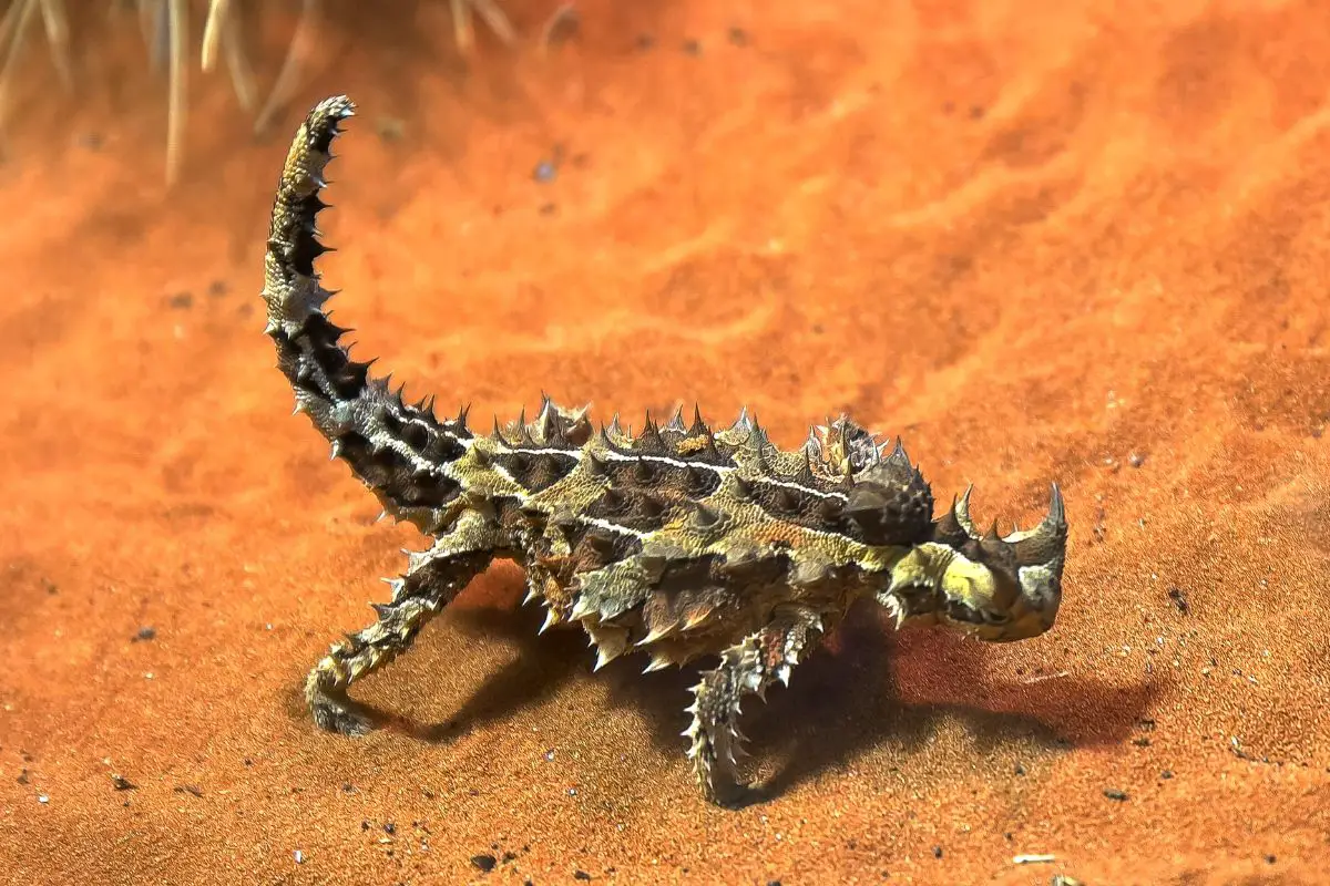 Australian thorny dragon lizard on a sandy surface.