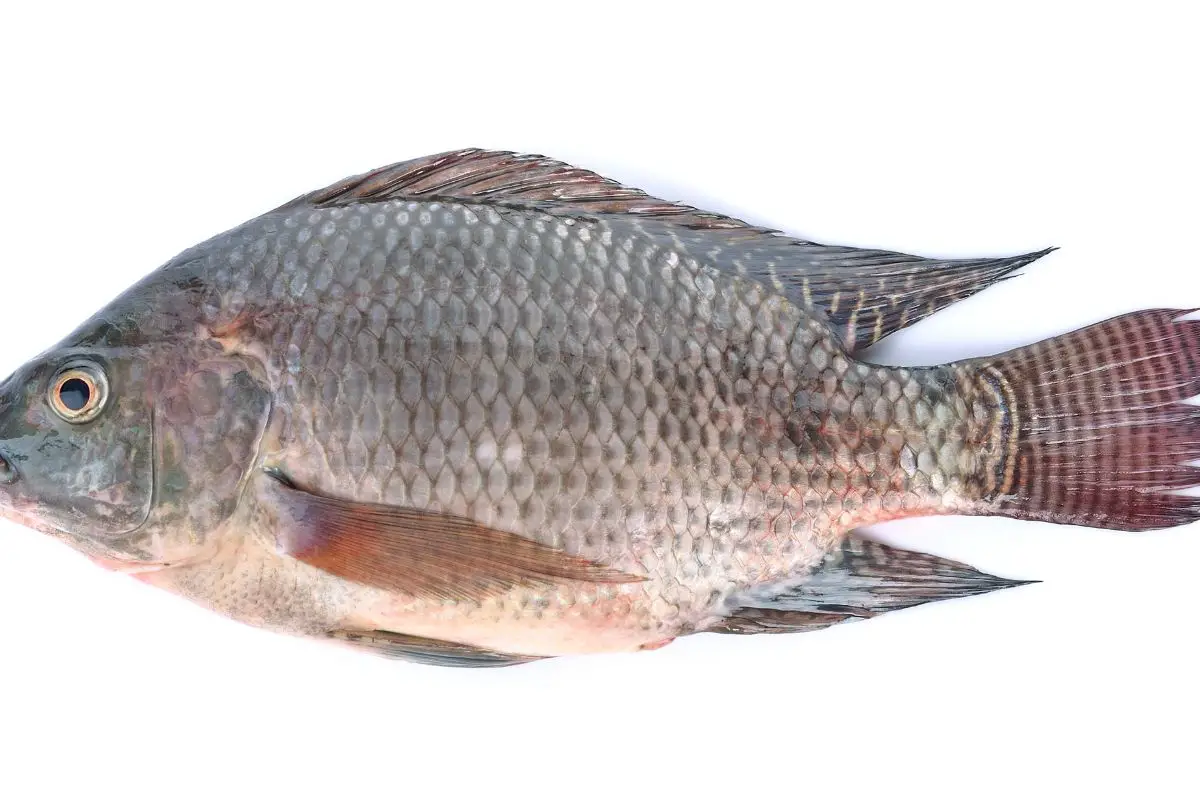 Tilapia isolated on a white background.