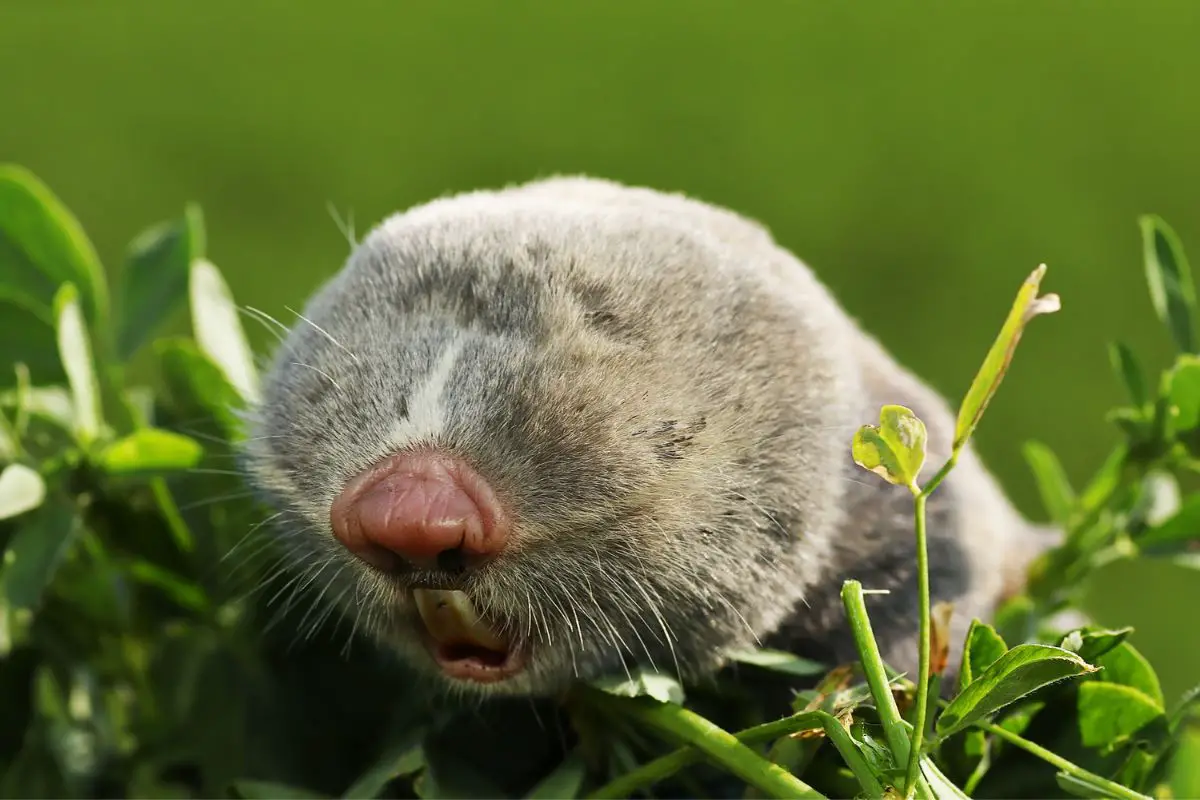 Portrait of a lesser mole rat.