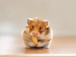 A hamster eating a nut.
