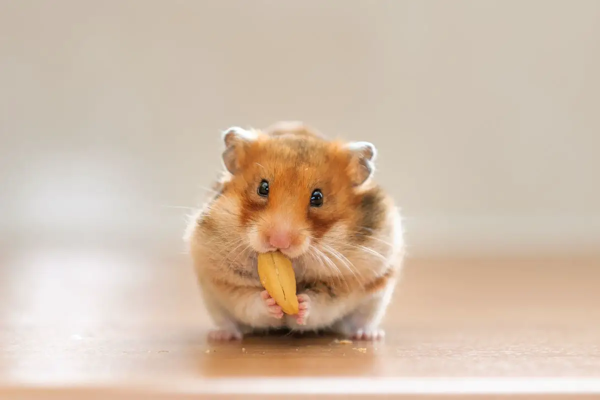A hamster eating a nut on a wooden table.