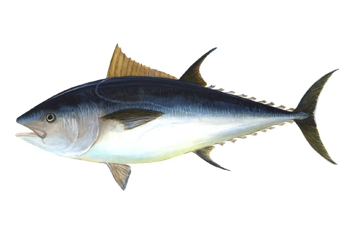 Fresh tuna on a white background.