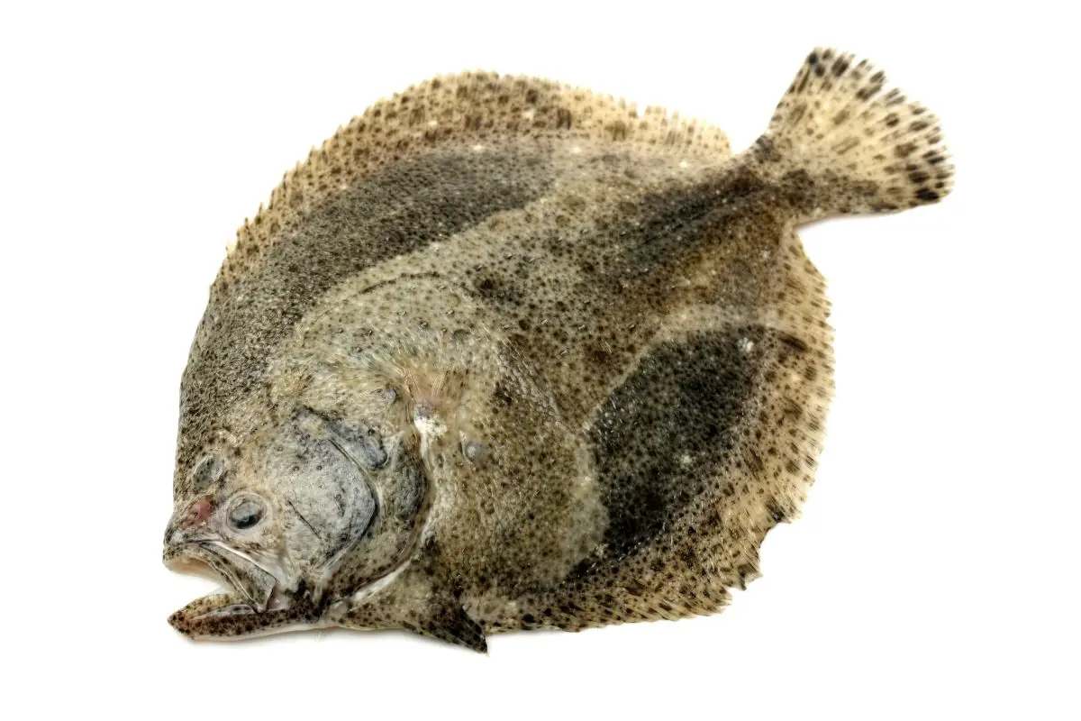 Turbot fish isolated on white.