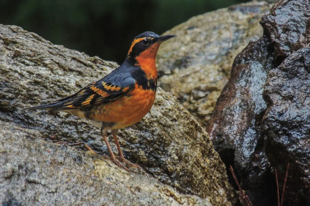 A varied thrush male at sierra foothills of northern california.