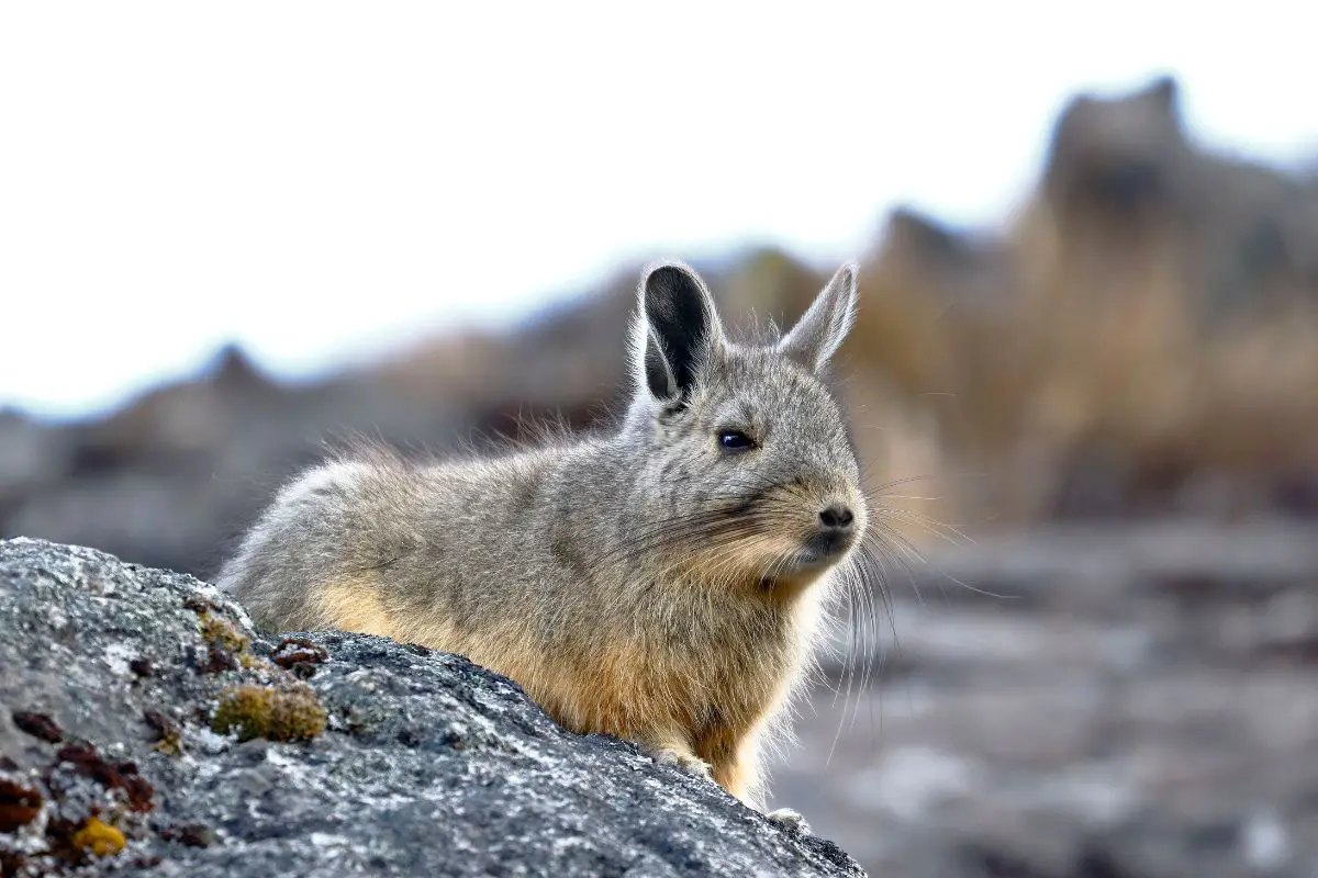 Portrait photo of Vizcacha resting on a rocky surface.