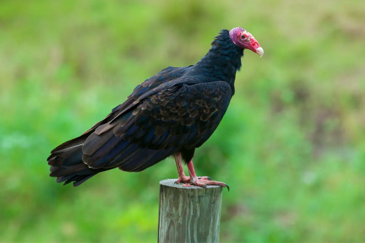 Turkey vulture standing on a wood.