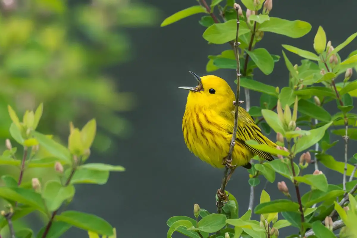 Yellow warbler singing while perched on a small trunk.