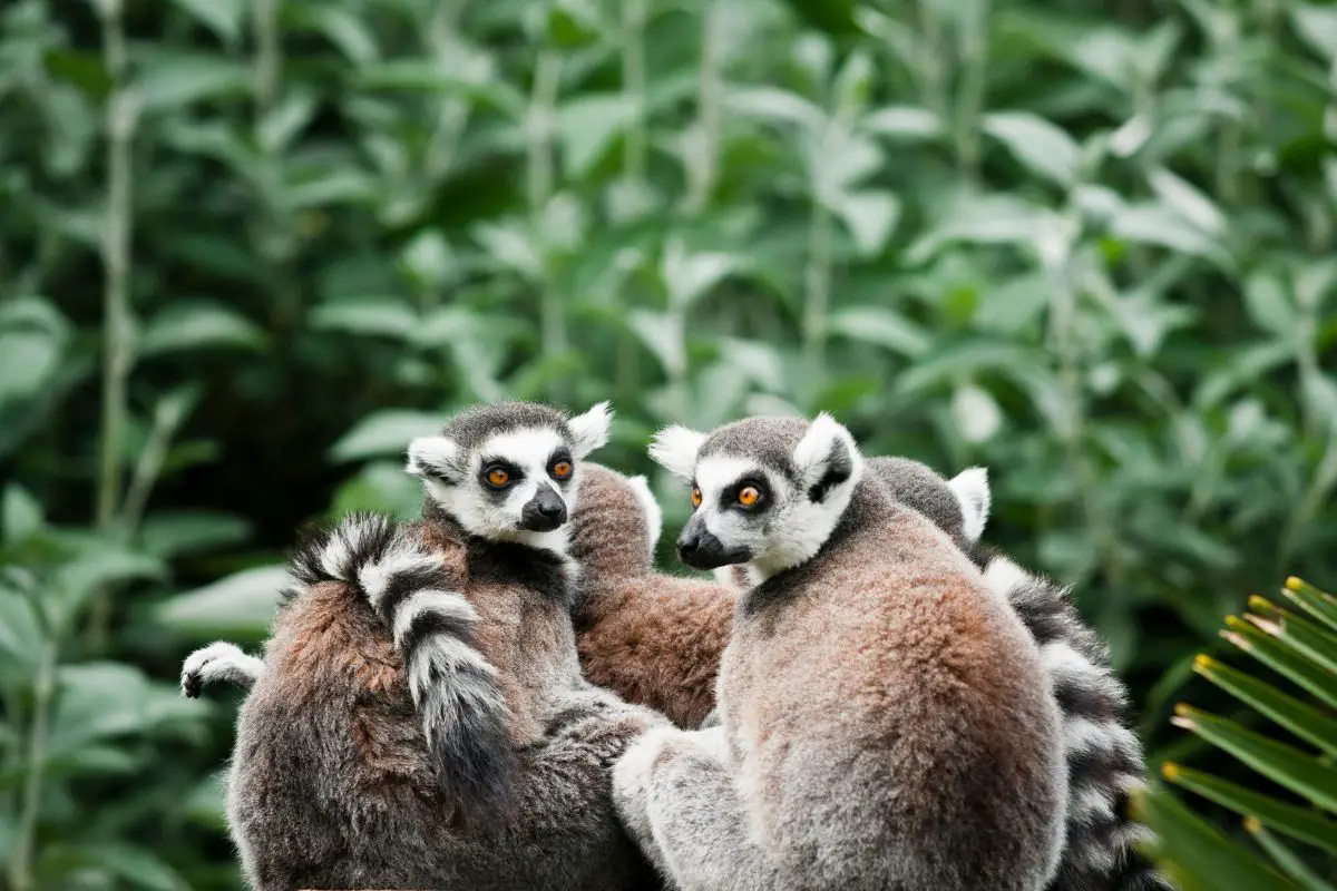 A group of western ringtail.