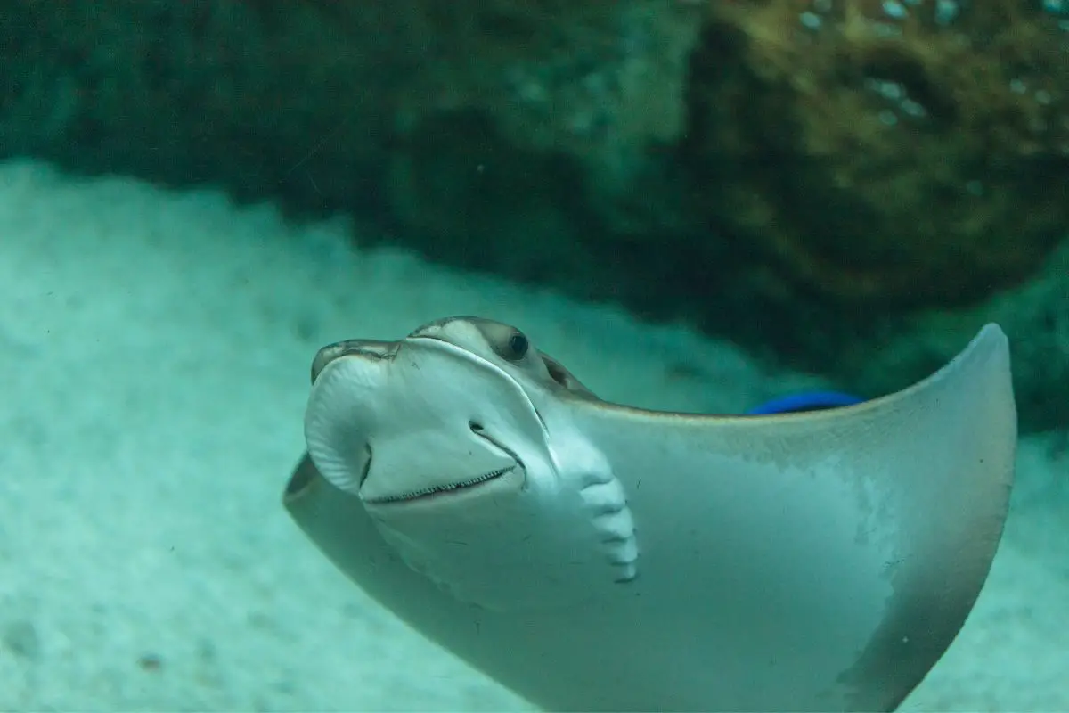 Whiptail stingray is found in the atlantic ocean in tropical waters.