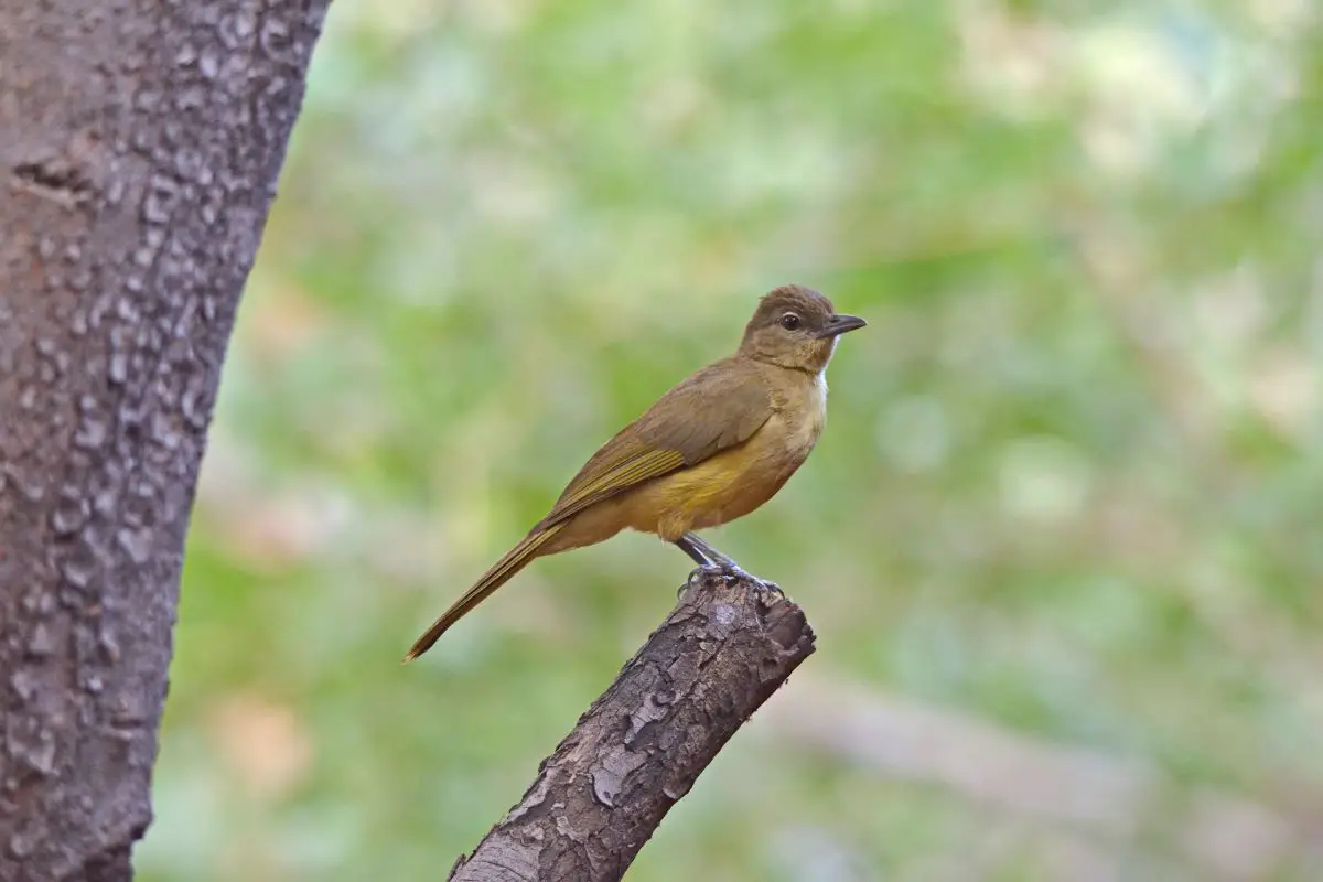 Yellow-bellied greenbul on branch green background.