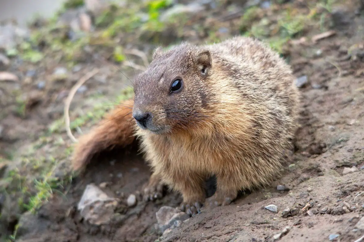 A yellow-bellied marmot at palouse falls state park.