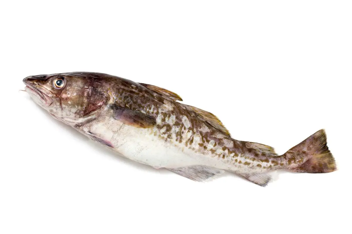 A cod fish on a white background.