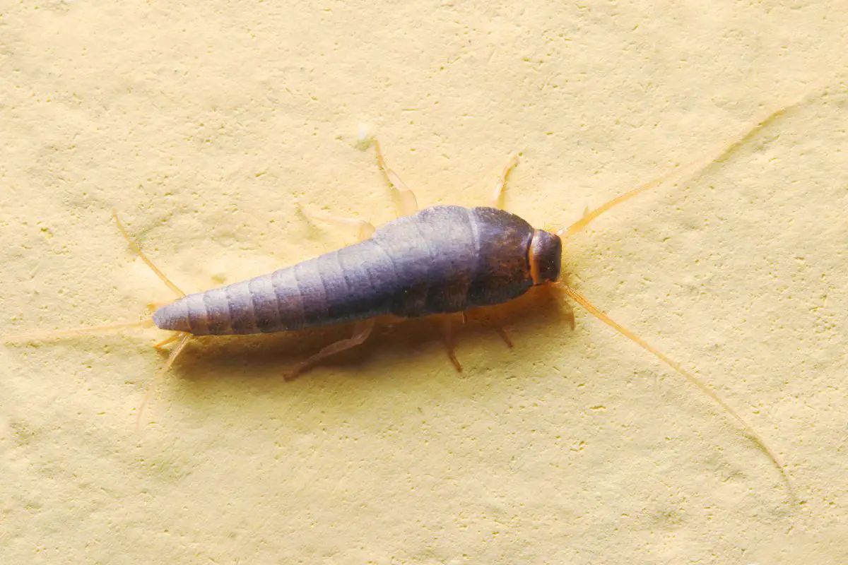 A silverfish on a cream concrete surface.