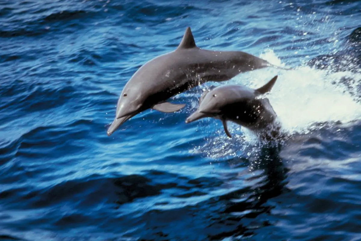 Two dolphins jumping on the sea.