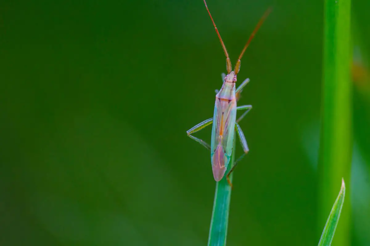 Little green grass bug perched on a green grass.