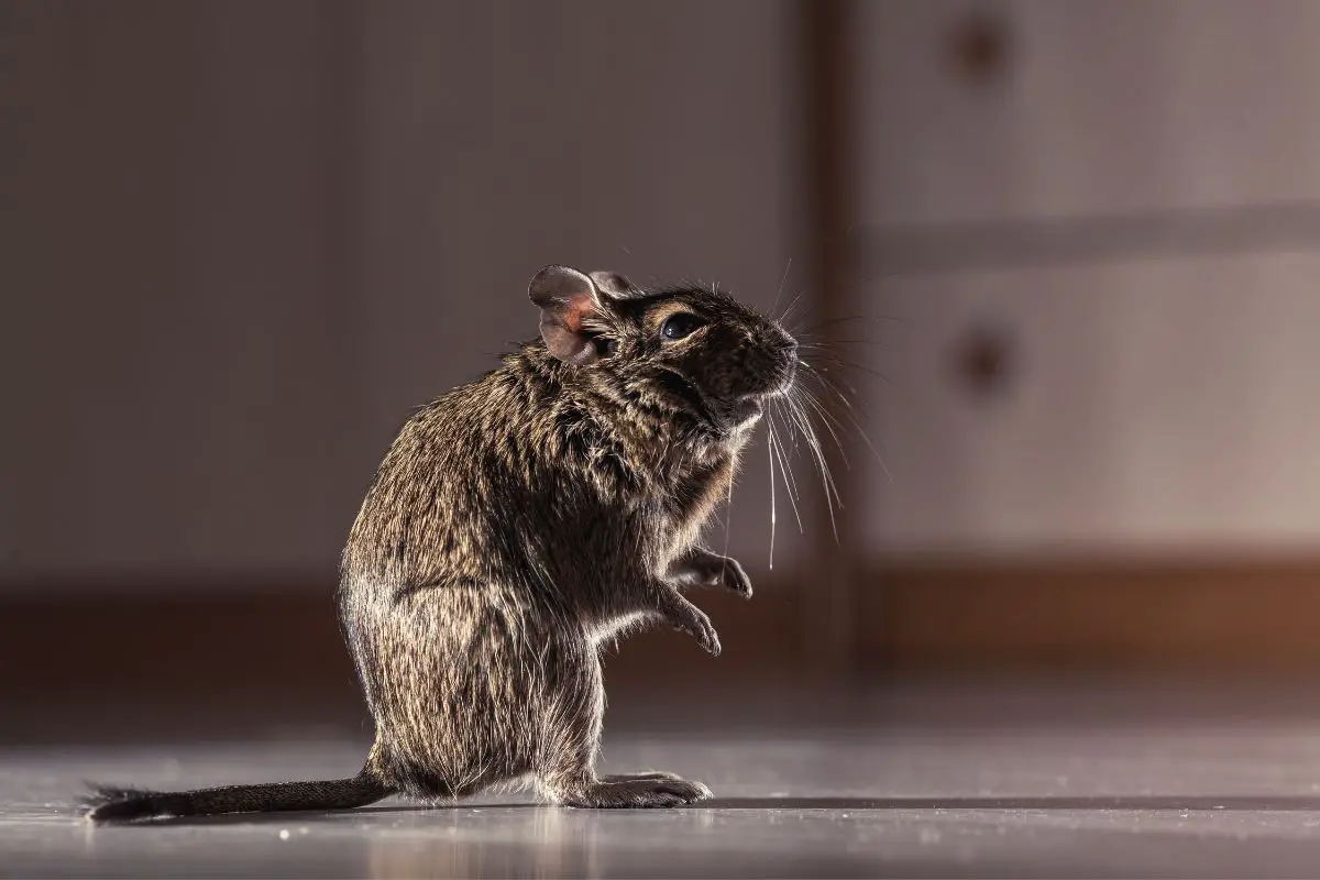 Rodent degu plays in room.