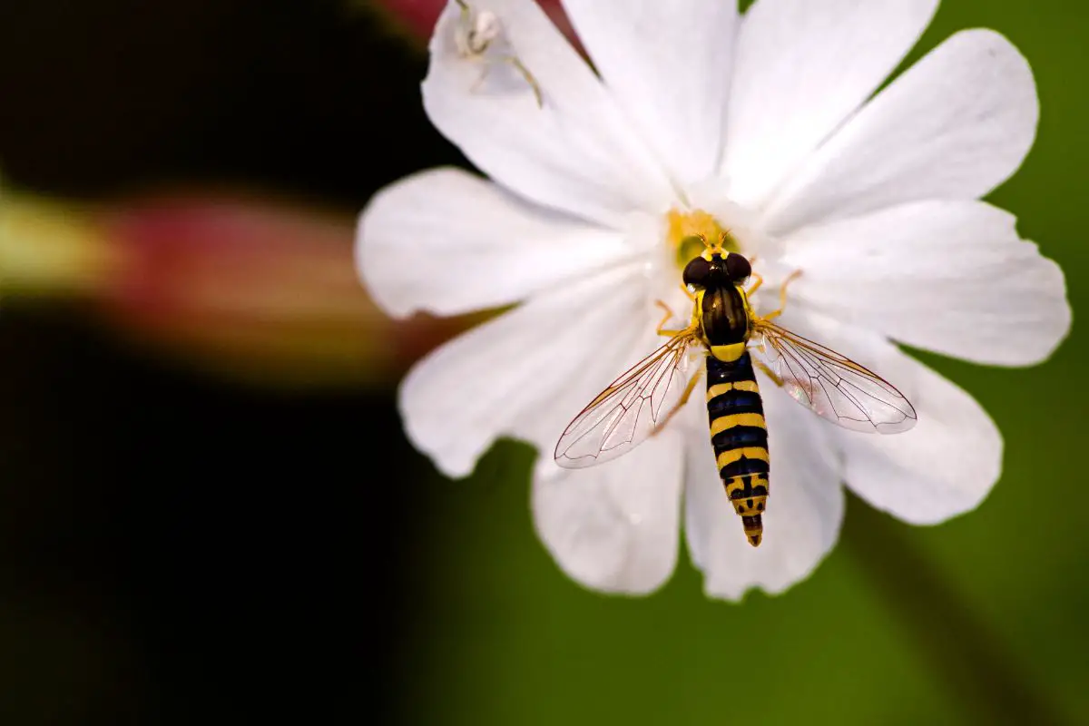 Hoverfly on a white flower.