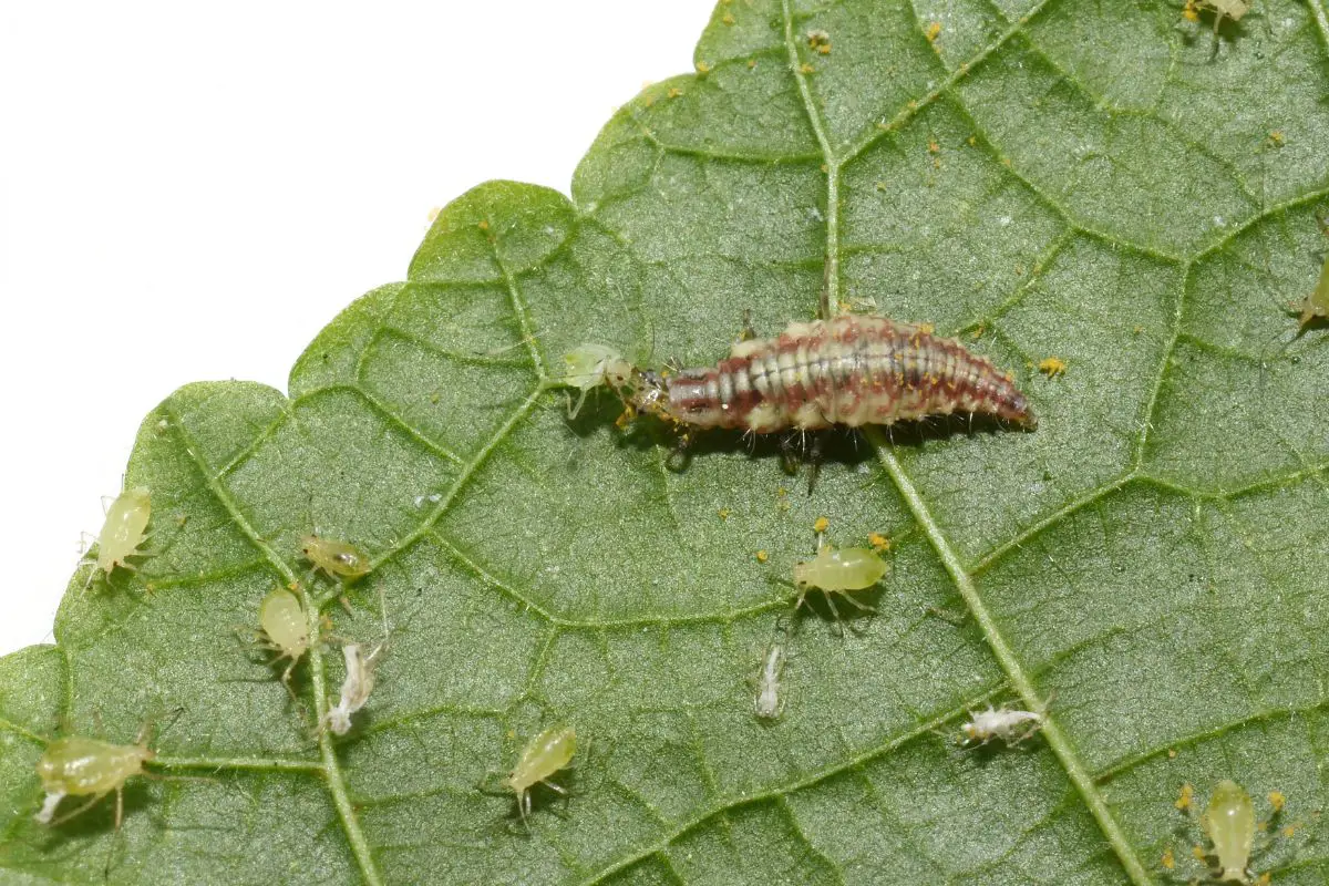 Lacewing larvae on a green leaf eating an aphid.