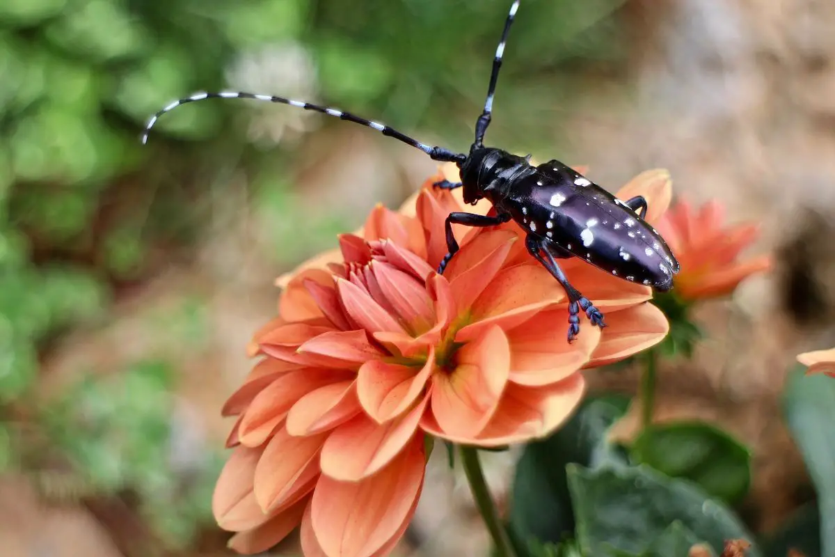 An asian Long-horned beetle on a flower.