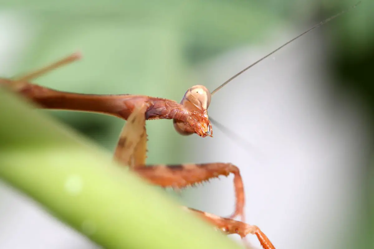 A portrait shot of Mantises.