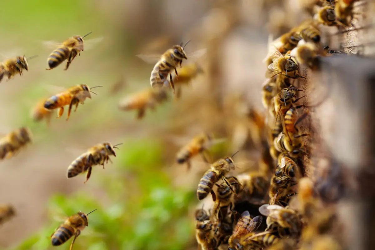 Macro shot of group of Honey bees flying.