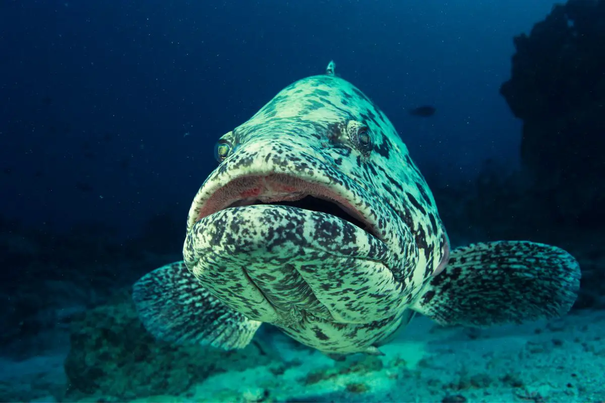 A big potato cod under the sea.