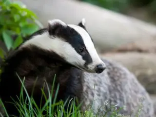 A portrait shot of a cute badger.