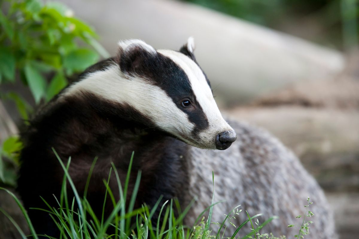 A portrait shot of a cute badger.