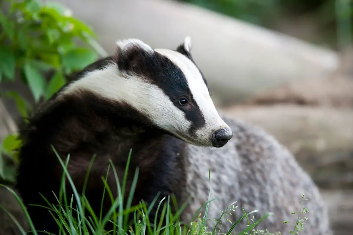 A portrait shot of a cute badger.