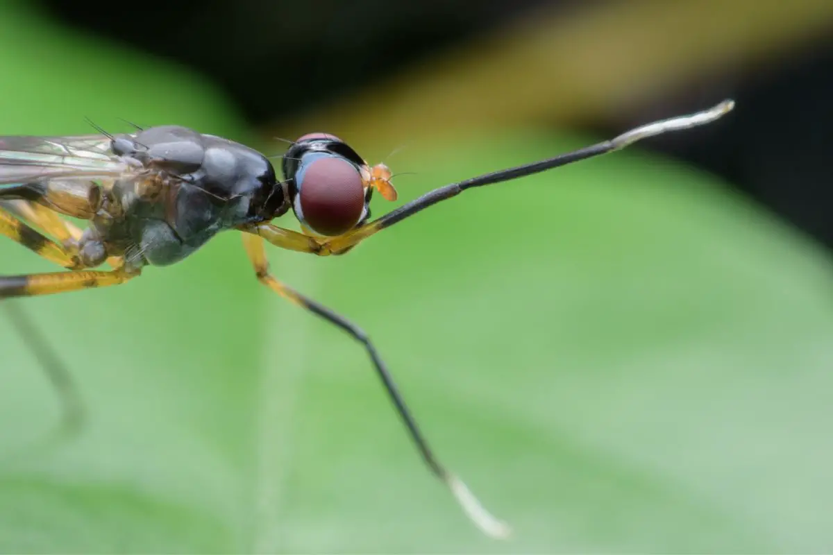 Close-up shot of a long legged fly.