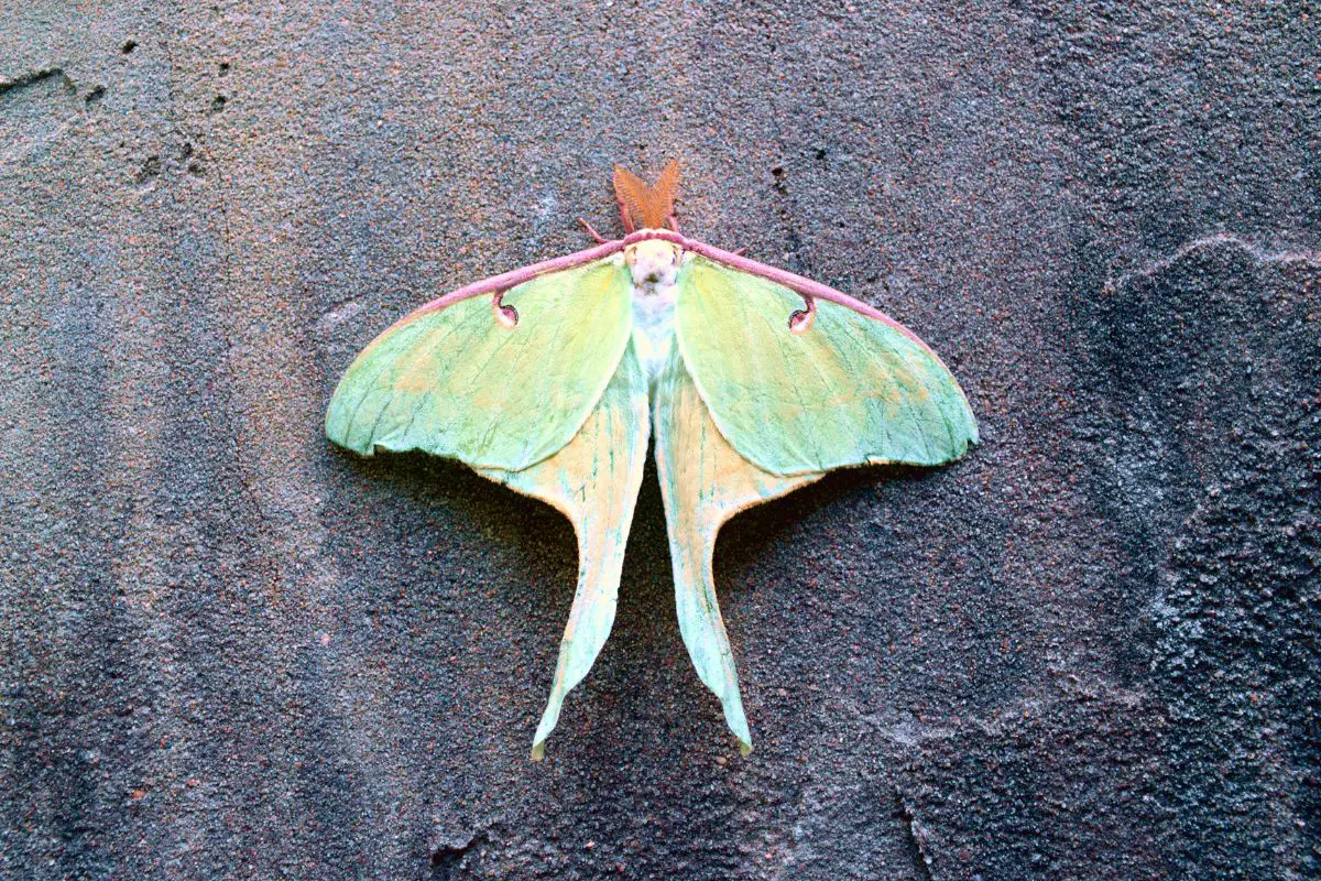 Luna moth resting on the a rock surface.