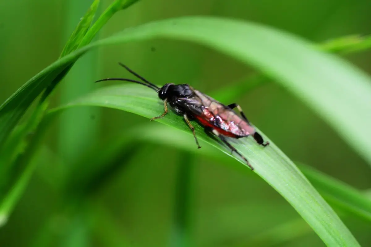 Sawfly on the long green grass.